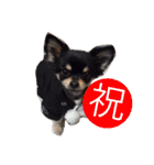 チワワの大豆（個別スタンプ：26）