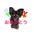 チワワの大豆（個別スタンプ：28）