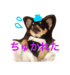 チワワの大豆（個別スタンプ：29）