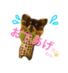 チワワの大豆（個別スタンプ：30）