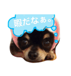 チワワの大豆（個別スタンプ：31）