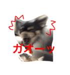 チワワの大豆（個別スタンプ：32）