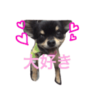 チワワの大豆（個別スタンプ：35）