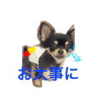 チワワの大豆（個別スタンプ：38）