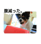チワワのミルクスタンプ（個別スタンプ：1）