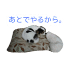 チワワのミルクスタンプ（個別スタンプ：2）