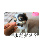 チワワのミルクスタンプ（個別スタンプ：3）