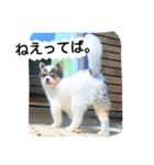 チワワのミルクスタンプ（個別スタンプ：4）