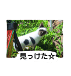 チワワのミルクスタンプ（個別スタンプ：5）