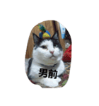 nakayoshi-neko（個別スタンプ：1）
