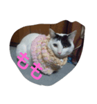 nakayoshi-neko（個別スタンプ：2）