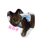 nakayoshi-neko（個別スタンプ：3）