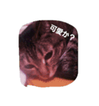 nakayoshi-neko（個別スタンプ：4）
