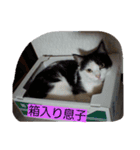 nakayoshi-neko（個別スタンプ：5）
