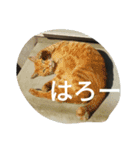 ジジ（個別スタンプ：7）