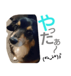 REON17（個別スタンプ：11）