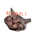TARO(roundface)（個別スタンプ：1）