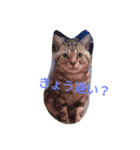 TARO(roundface)（個別スタンプ：2）