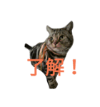 TARO(roundface)（個別スタンプ：6）