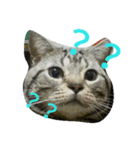 TARO(roundface)（個別スタンプ：7）