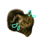 TARO(roundface)（個別スタンプ：8）