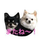 チワワ☆ましゅとくふぃのスタンプpart2（個別スタンプ：1）