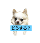 チワワ☆ましゅとくふぃのスタンプpart2（個別スタンプ：2）