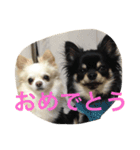 チワワ☆ましゅとくふぃのスタンプpart2（個別スタンプ：3）