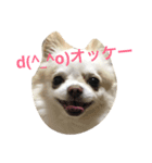 チワワ☆ましゅとくふぃのスタンプpart2（個別スタンプ：5）