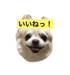 チワワ☆ましゅとくふぃのスタンプpart2（個別スタンプ：6）