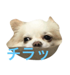 チワワ☆ましゅとくふぃのスタンプpart2（個別スタンプ：7）