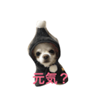 チワワ☆ましゅとくふぃのスタンプpart2（個別スタンプ：10）