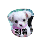 チワワ☆ましゅとくふぃのスタンプpart2（個別スタンプ：13）
