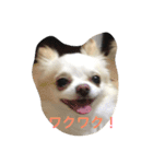 チワワ☆ましゅとくふぃのスタンプpart2（個別スタンプ：14）