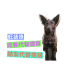 赤ちゃんcと犬（個別スタンプ：8）