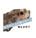 ミニチュアシュナウザーかりんさくら♡（個別スタンプ：2）