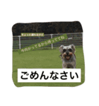 ミニチュアシュナウザーかりんさくら♡（個別スタンプ：3）