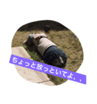 ミニチュアシュナウザーかりんさくら♡（個別スタンプ：4）