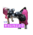 ミニチュアシュナウザーかりんさくら♡（個別スタンプ：9）