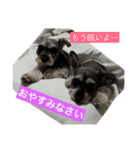 ミニチュアシュナウザーかりんさくら♡（個別スタンプ：11）