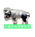 ミニチュアシュナウザーかりんさくら♡（個別スタンプ：15）