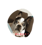 The daily life of Enzo（個別スタンプ：7）