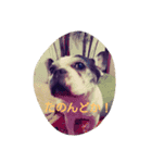 The daily life of Enzo（個別スタンプ：10）