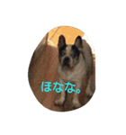 The daily life of Enzo（個別スタンプ：11）