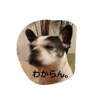 The daily life of Enzo（個別スタンプ：12）