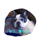The daily life of Enzo（個別スタンプ：14）