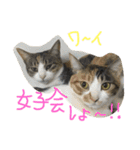 金子ペッズ（個別スタンプ：8）