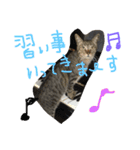 金子ペッズ（個別スタンプ：9）