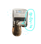 金子ペッズ（個別スタンプ：13）