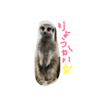 金子ペッズ（個別スタンプ：21）